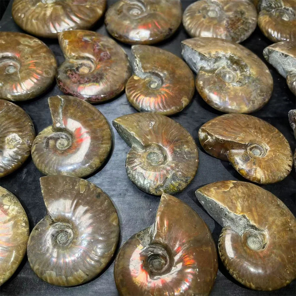 Wholesale Semi-Precious Stone Ammolite Natural Healing Quartz Crystal Ammonite Stone for Decoration