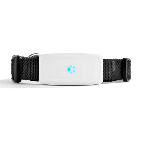 Black pet GPS tracker collar with centered white module and blue status light