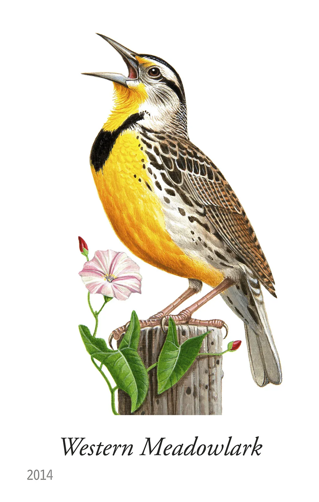 Self-adhesive Western Meadowlark bird stamp on flowering plant, perforated edges