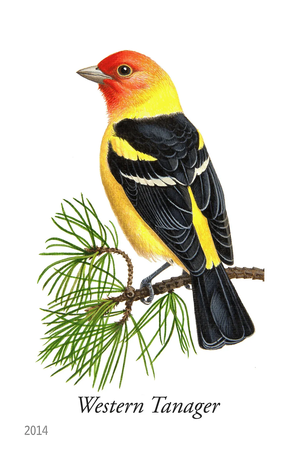 Self-adhesive Western Tanager bird stamp on branch, perforated edges