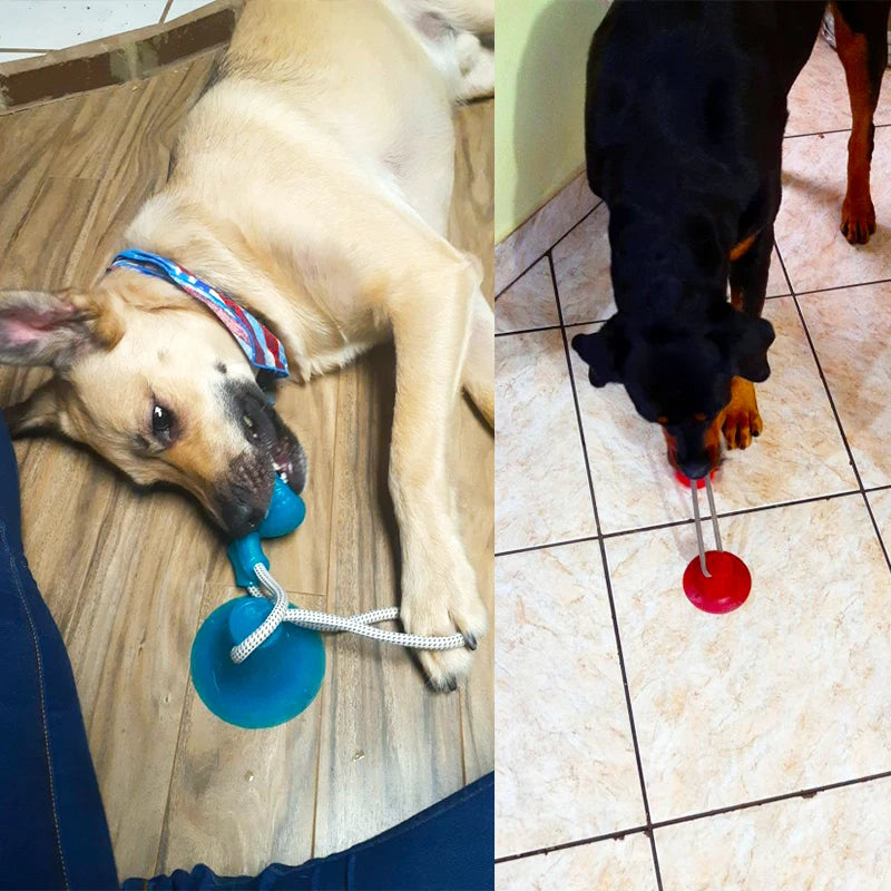 Dogs playing with durable TPR suction cup tug toys with ropes for interactive dental cleaning and chewing fun.