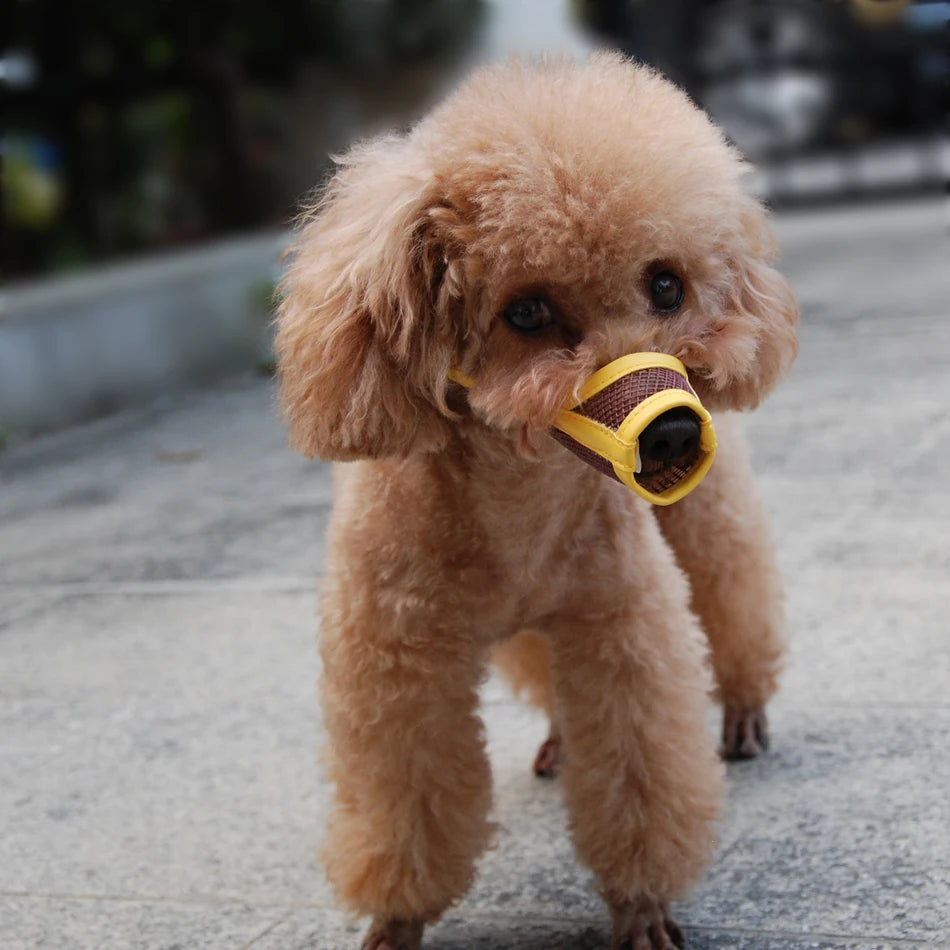 Cute poodle wearing a breathable yellow nylon mesh dog muzzle for safe, comfortable training.