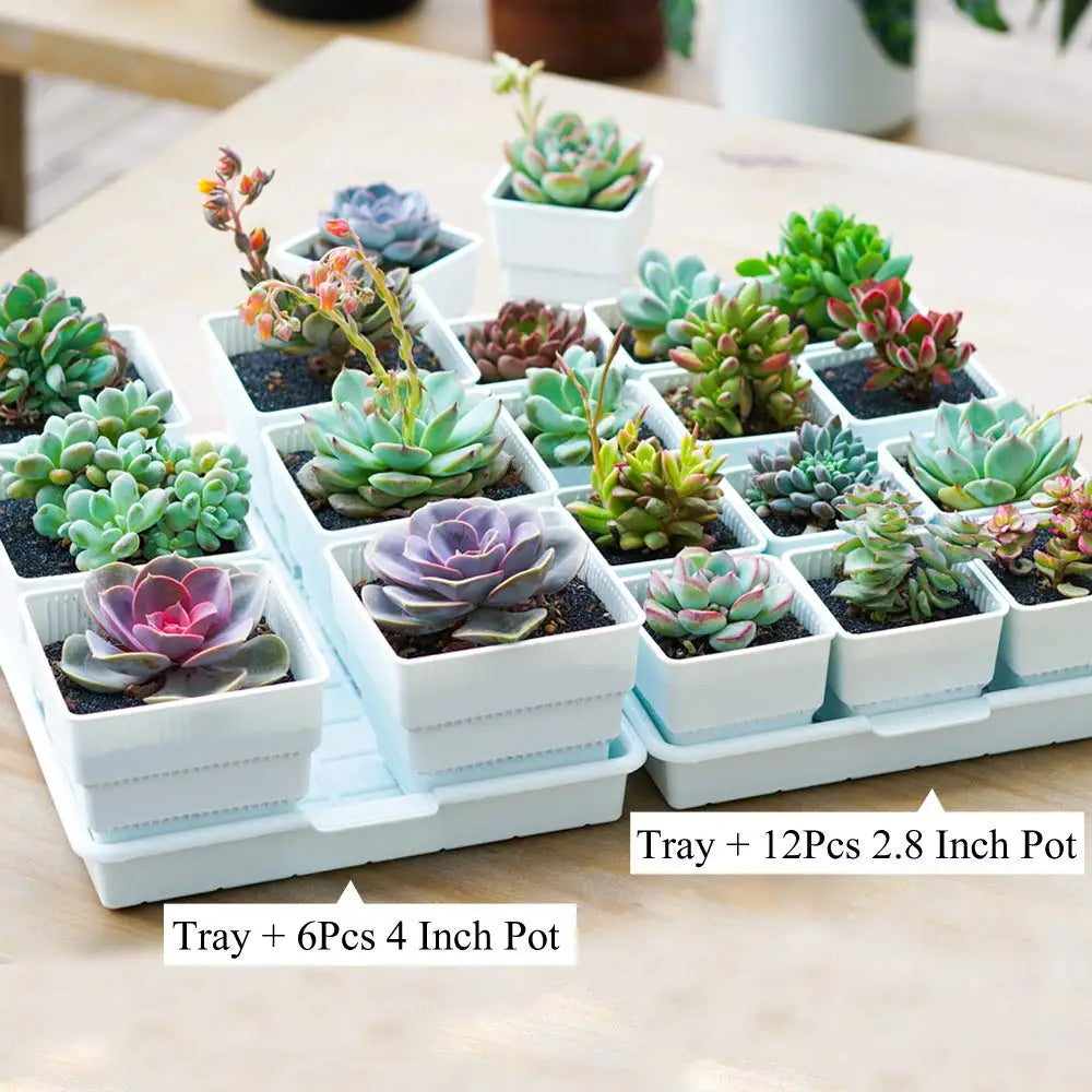 Meshpot 16-Pack Succulents Pots Plastic Flower Pot Plants Container Seedlings Nursery Supplies Home Decoration (Inner Dia. 6CM)