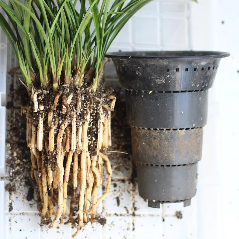 Orchid Pots with Air Holes Cymbidium Planter High Waist Plastic Flower Pot Excellent Drainage Garden Kits Double Layer Durable