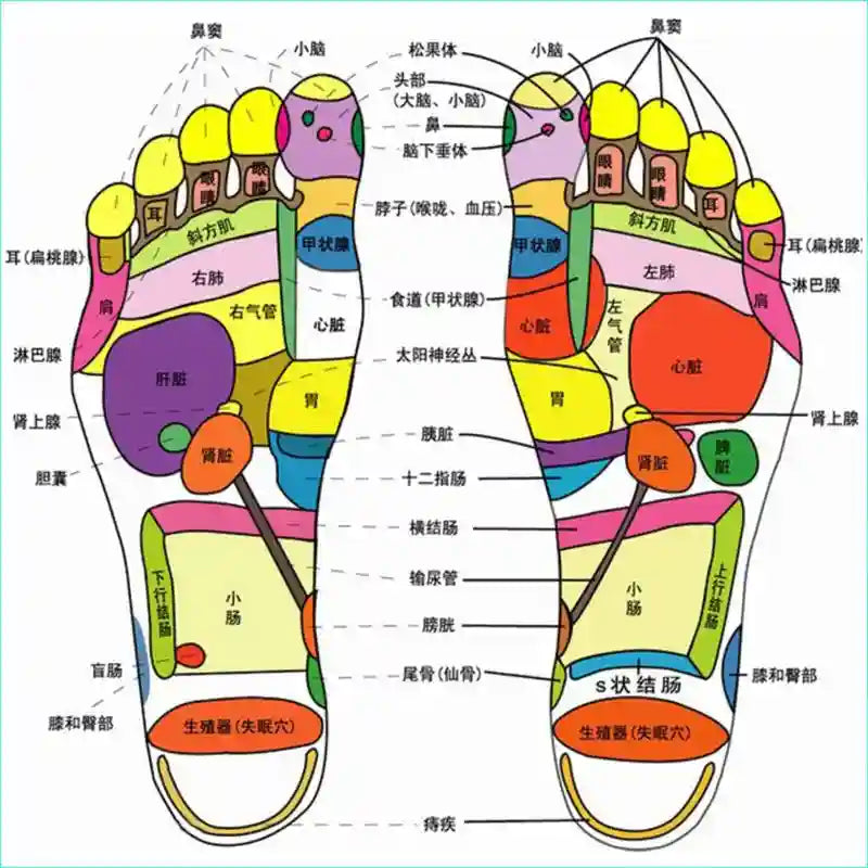 Foot reflexology chart with labeled color-coded zones on both soles to show pressure points for organs and body parts.