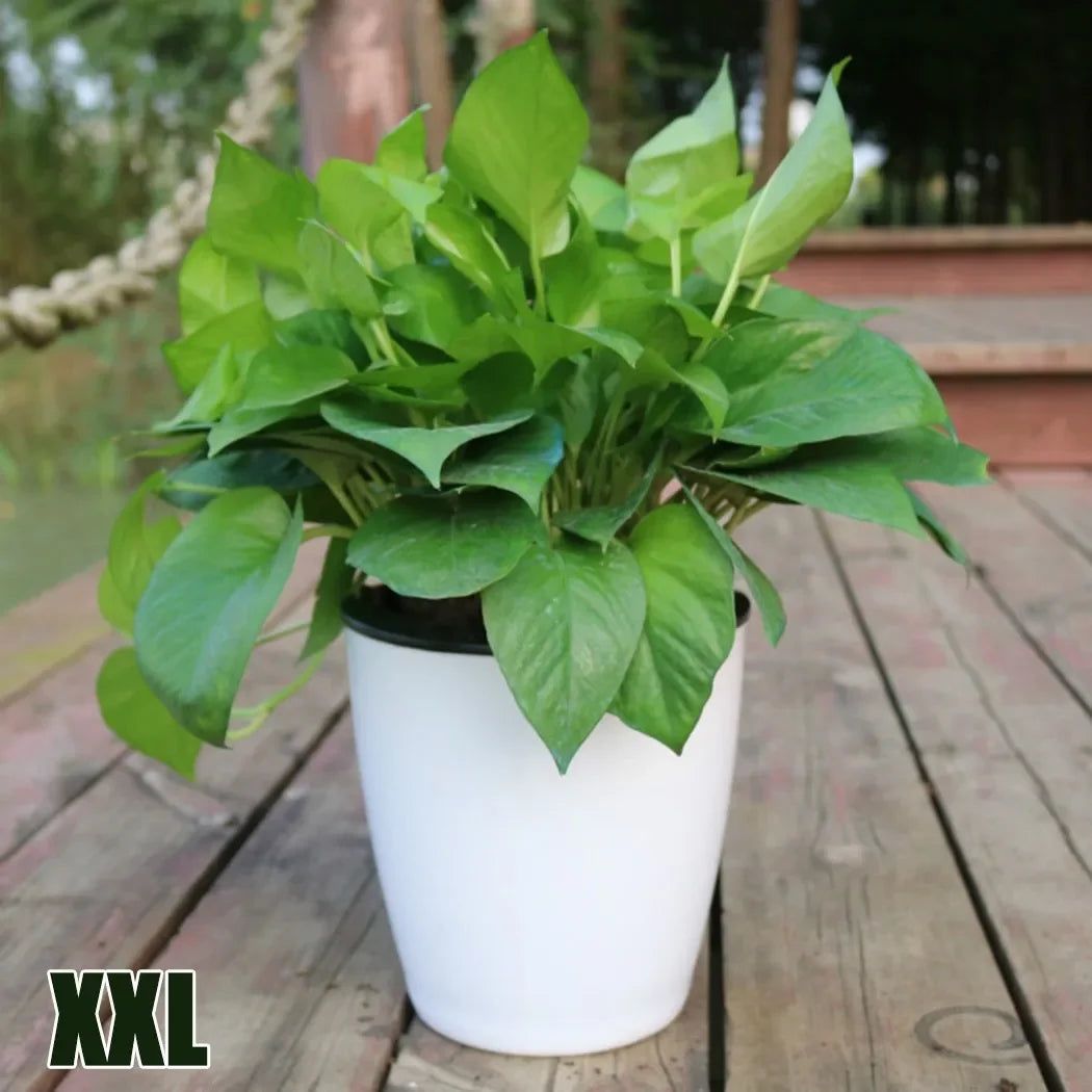 XXL white tabletop self-watering planter with green leafy plant