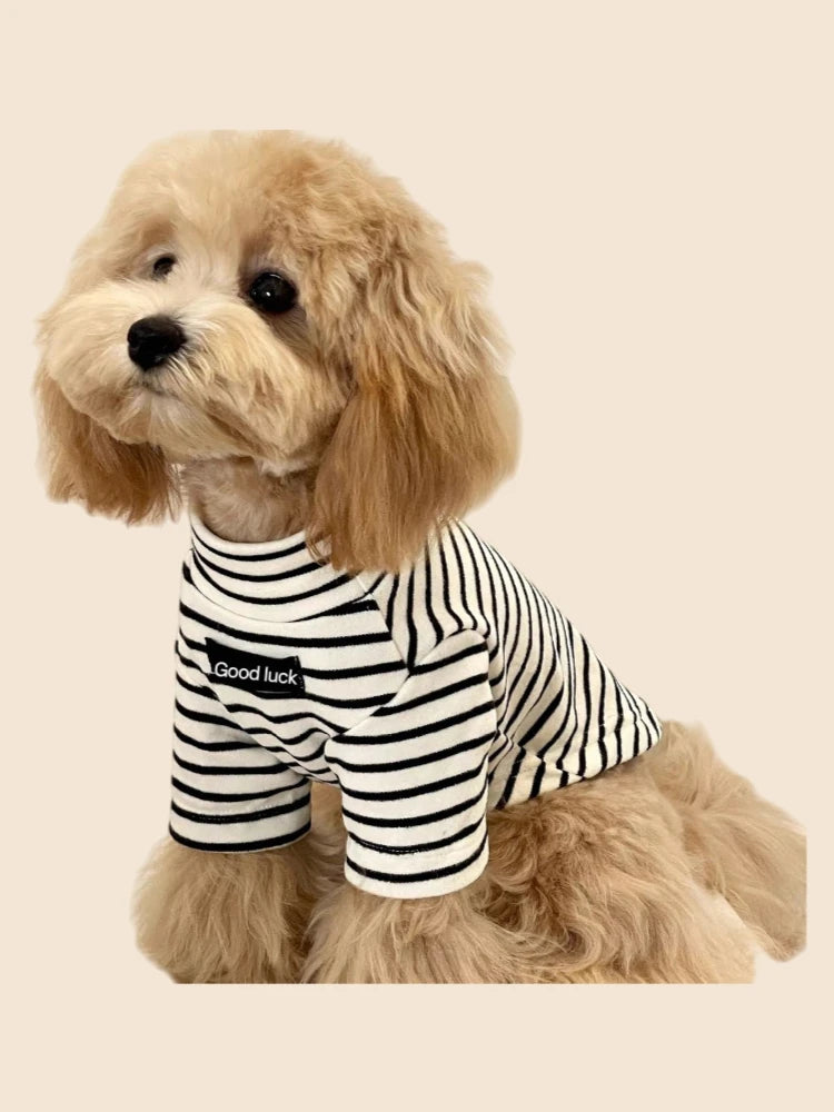 Small dog wearing a cozy black and white striped thermal shirt for warmth in autumn and winter.