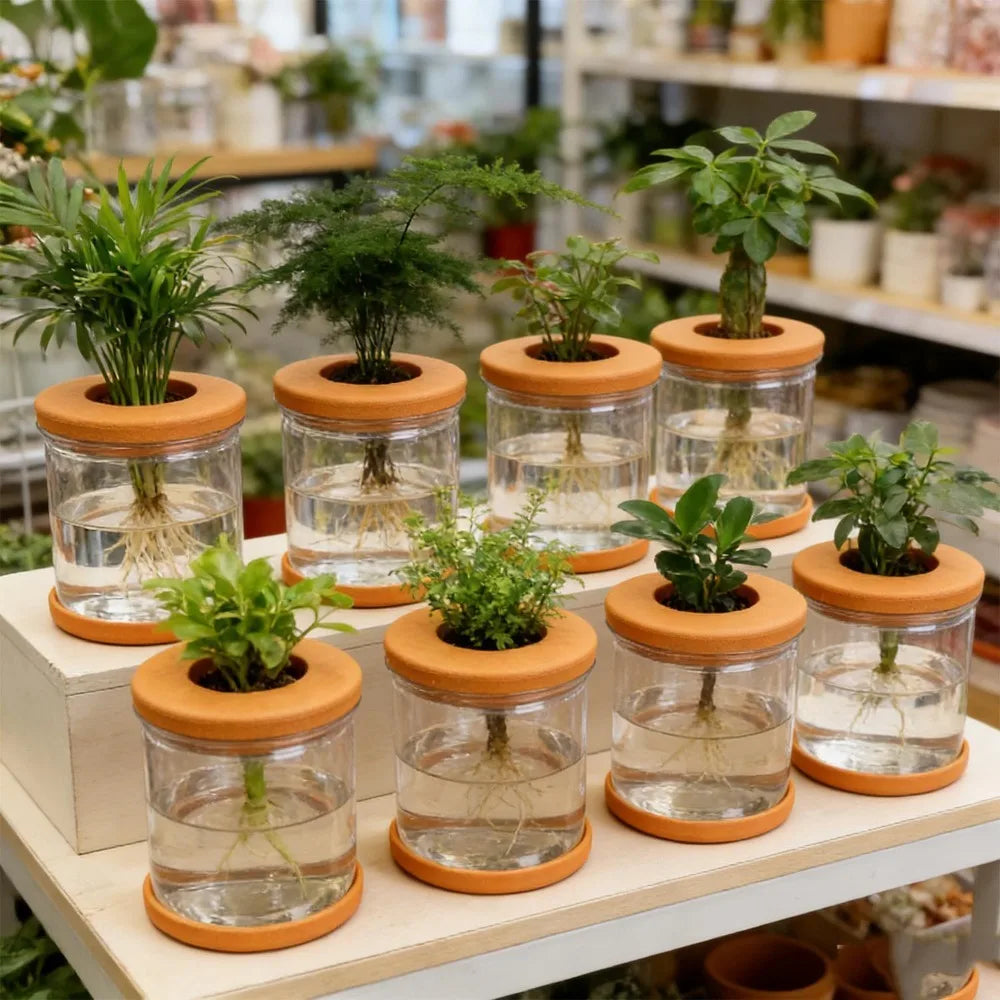 Clear hydroponic plant pots with orange lids, each holding leafy green plants