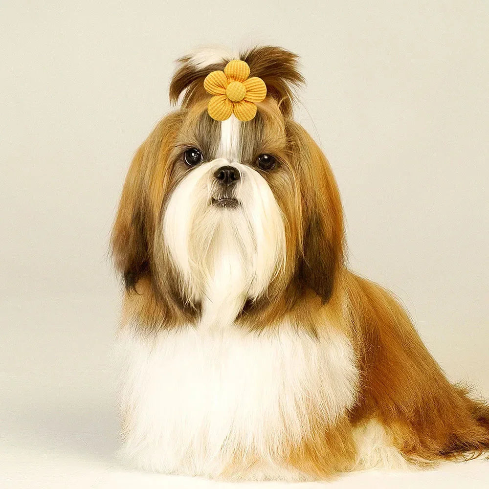 Shih Tzu wearing a yellow flower hair bow with rubber band for easy, stylish dog grooming and pet hair styling.