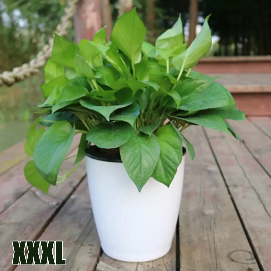 XXXL white tabletop self-watering planter with green leafy plant