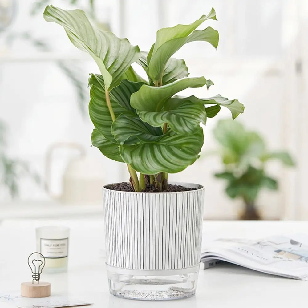 Transparent Self-watering Plants Pot Green Plants Home Bonsai Decor Lazy Flower Pot With Water Container Planter Garden Supplies