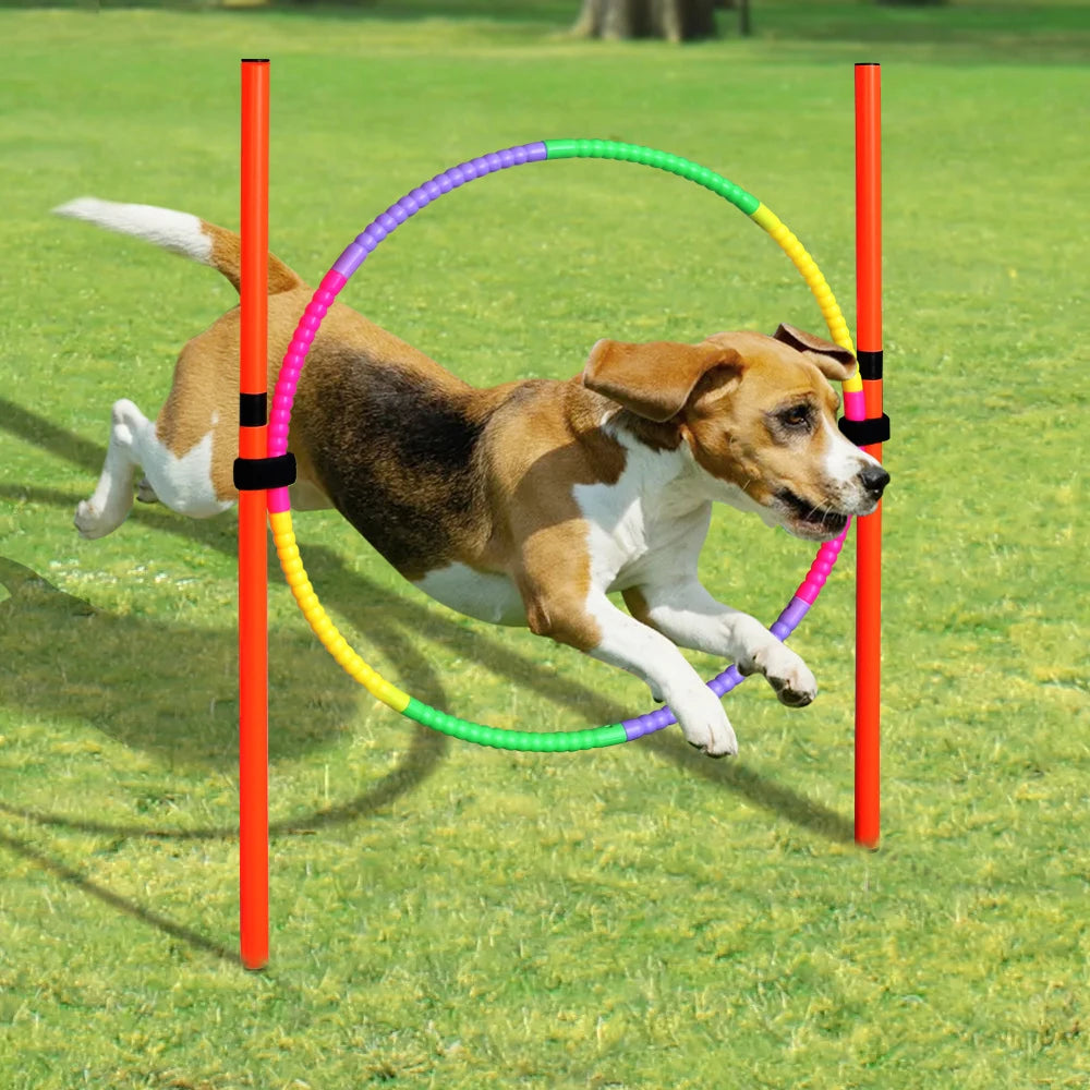 Dog jumping through a portable, colorful agility hoop set, perfect for outdoor pet sports training and exercise.