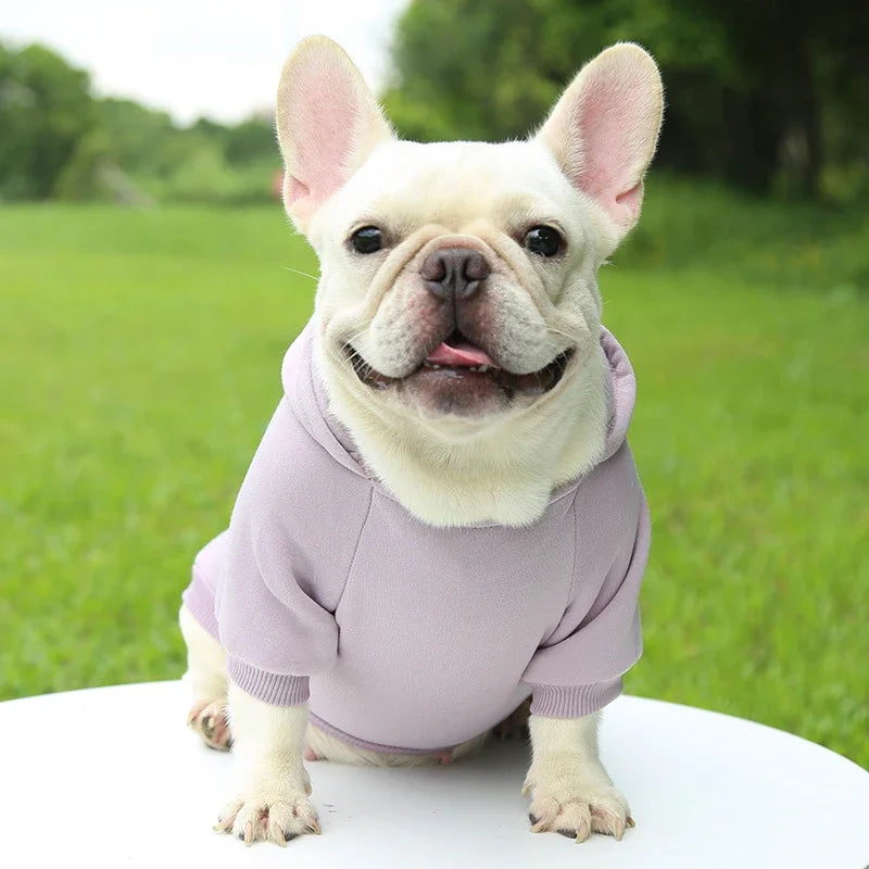 Cute French Bulldog wearing a cozy, solid lavender hooded sweater for warm, stylish autumn and winter dog fashion.