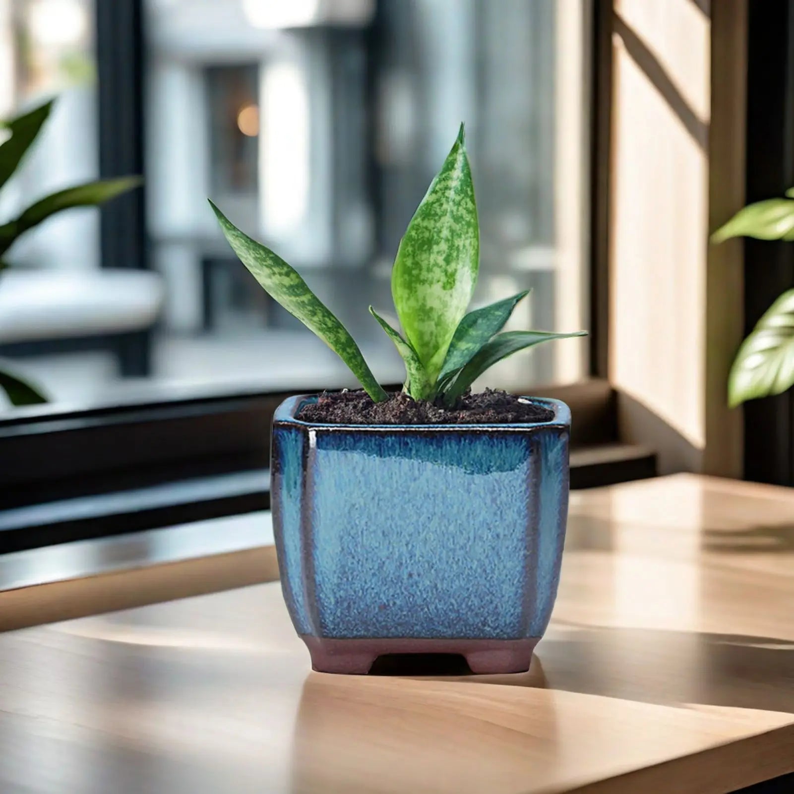 Blue ceramic succulent planter pot with vent hole, holding upright green succulents