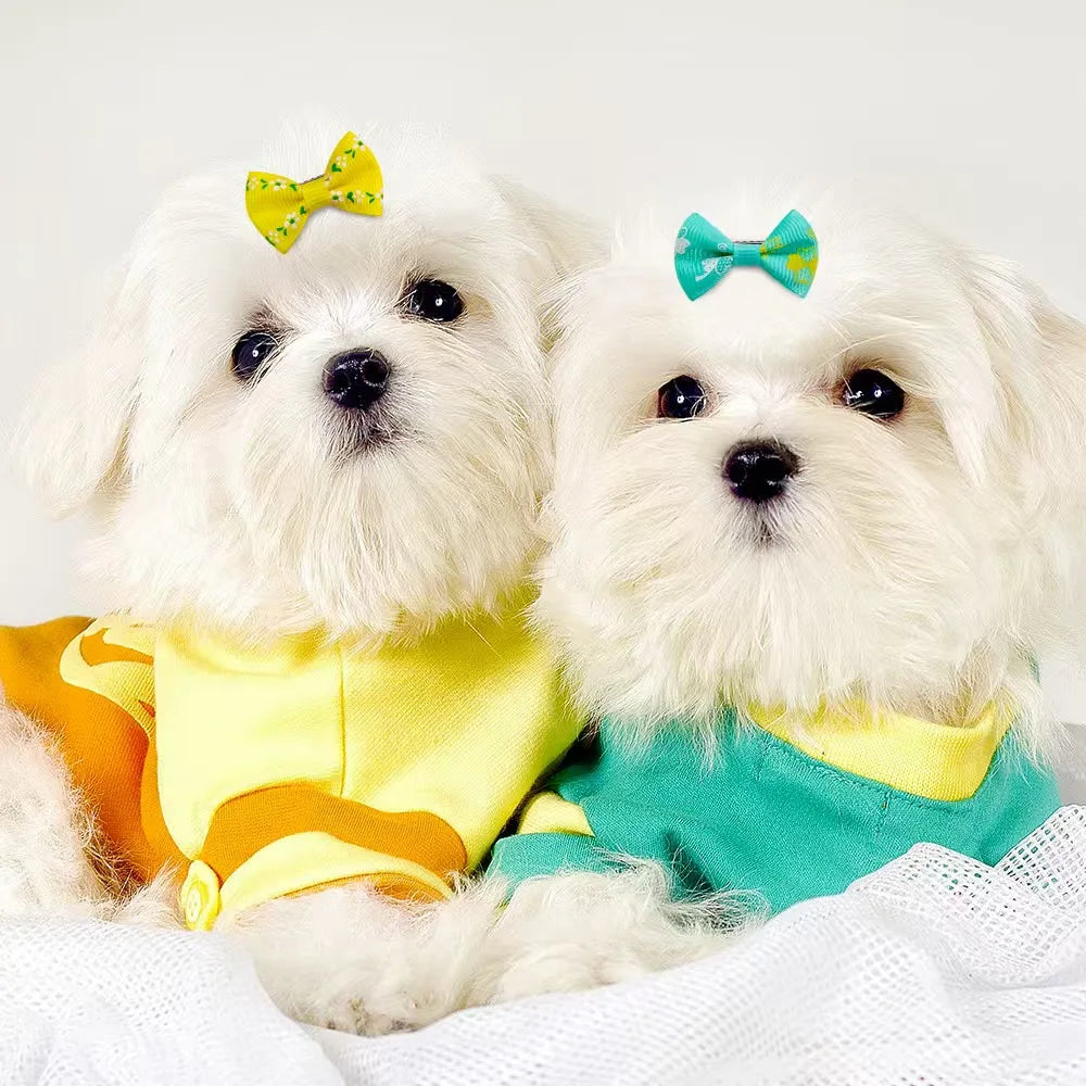 Two white Maltese dogs wearing colorful polka dot bow hair clips for cute pet grooming and style.