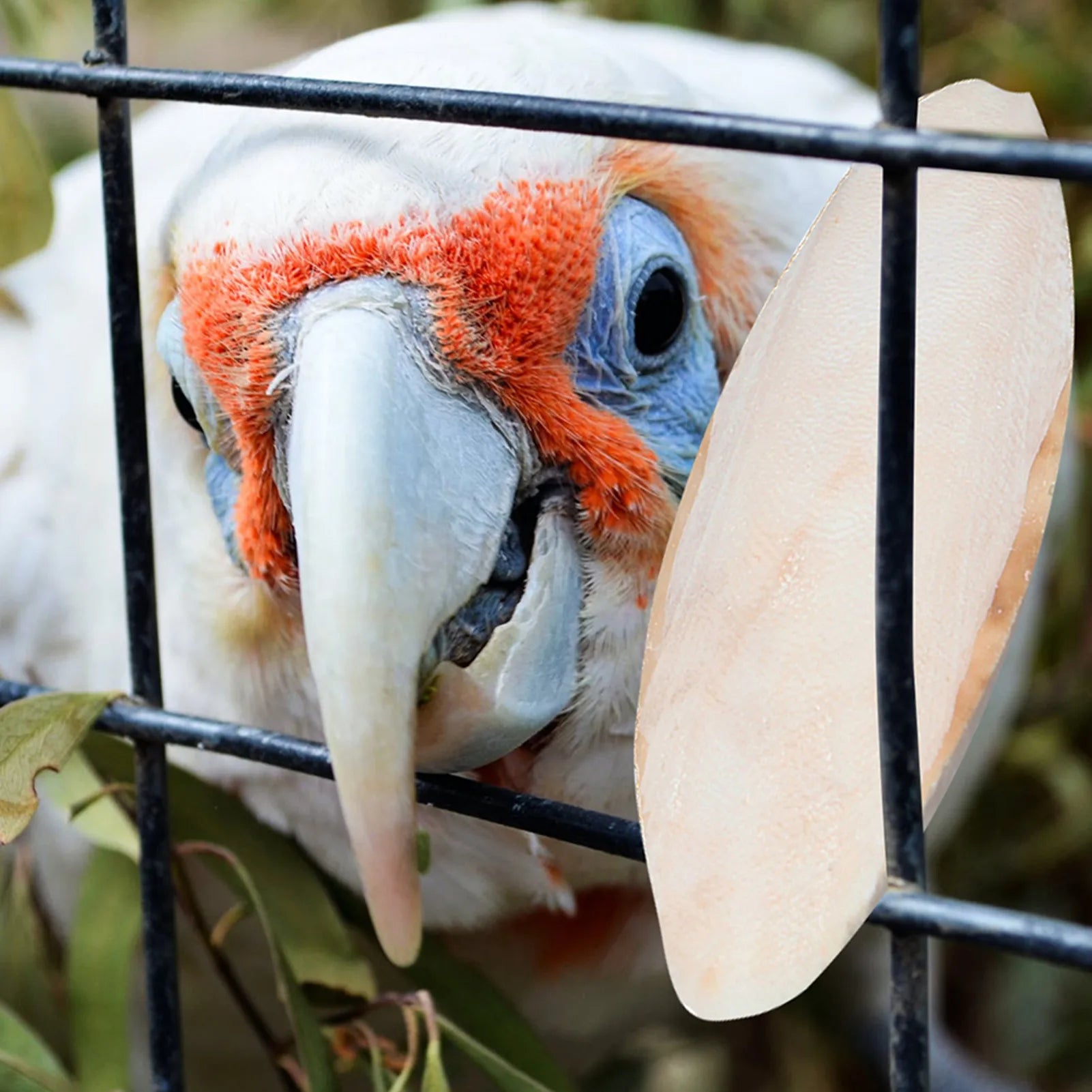 Cockatoo chewing a natural white cuttlebone for calcium and beak health. 10pcs parrot bird toy pack.