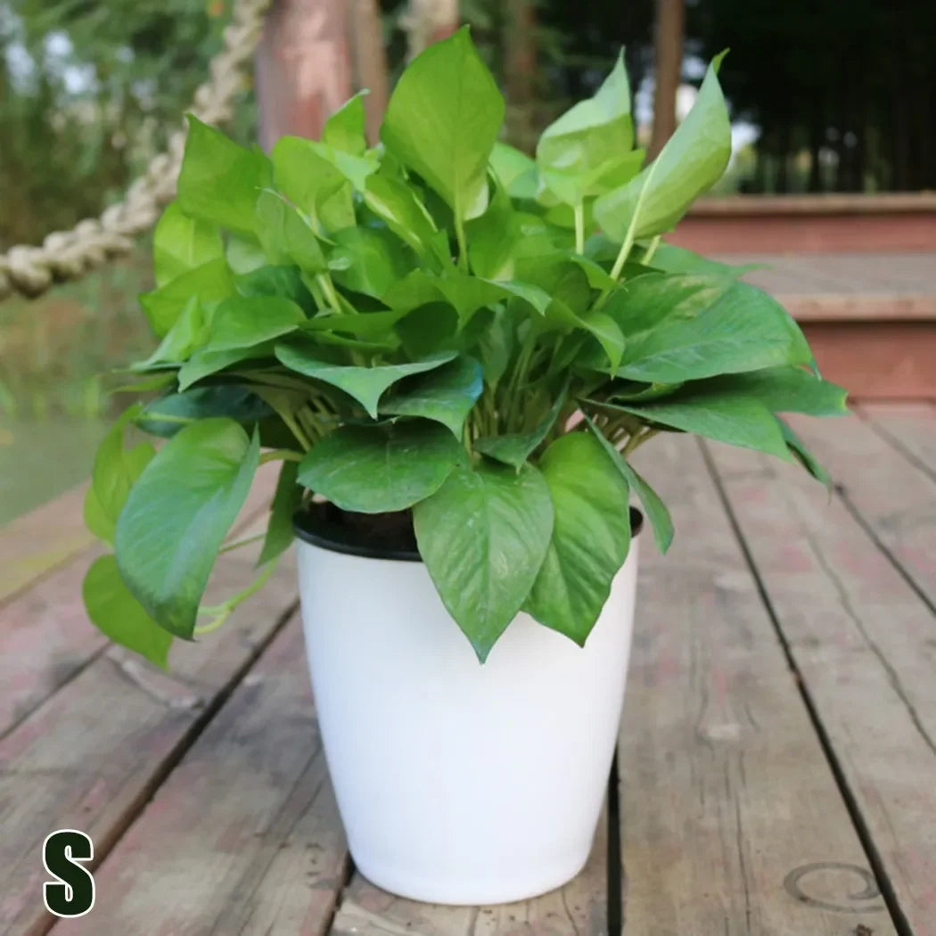 S white tabletop self-watering planter with green leafy plant