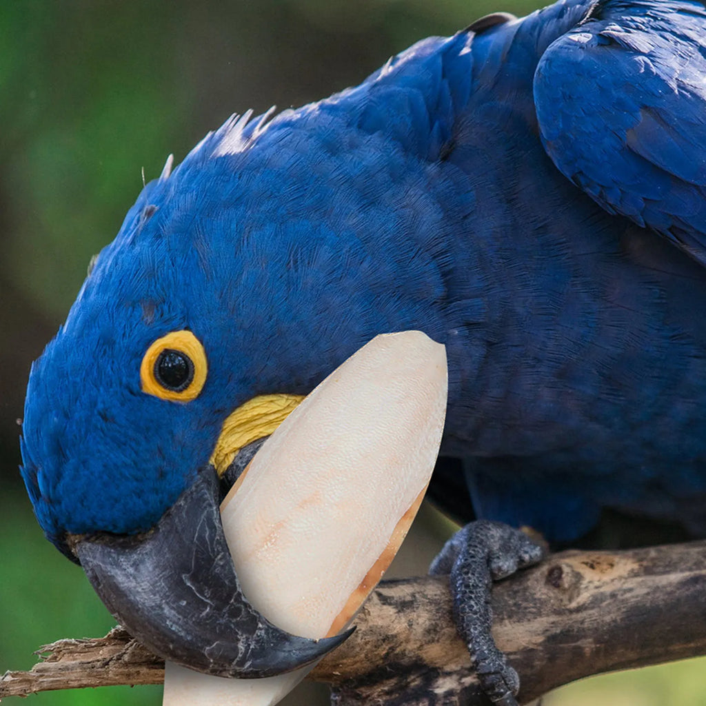 Blue Hyacinth Macaw parrot chewing on a natural white cuttlebone for beak health and calcium enrichment.
