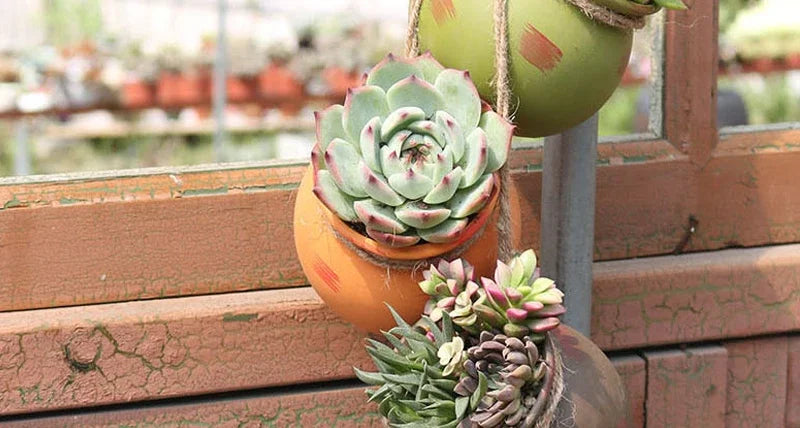 Ceramic hanging flowerpot with succulent cluster, orange pot with rope