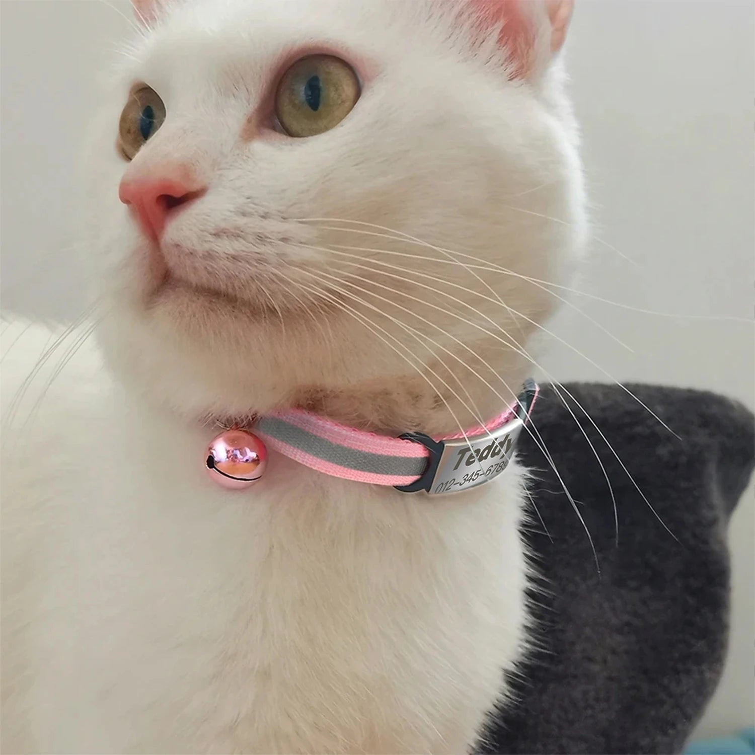 White cat wearing a pink reflective, personalized ID cat collar with a safety bell for anti-lost identification.