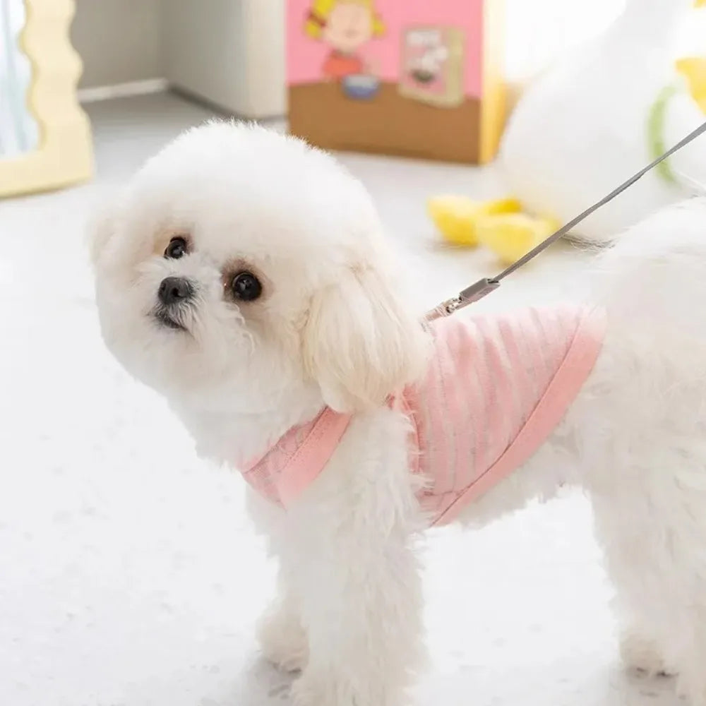 Small white dog wearing a breathable pink striped summer cooling vest, perfect for walking small pet breeds.