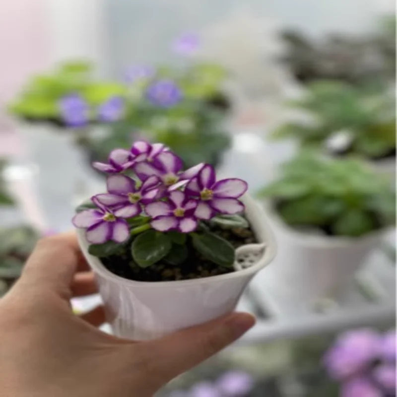 2pcs Self Watering Plants Pot  Automatic Watering Irrigation Gardening Pots for Plants Lazy Home Decoration Bonsai Plant Pot