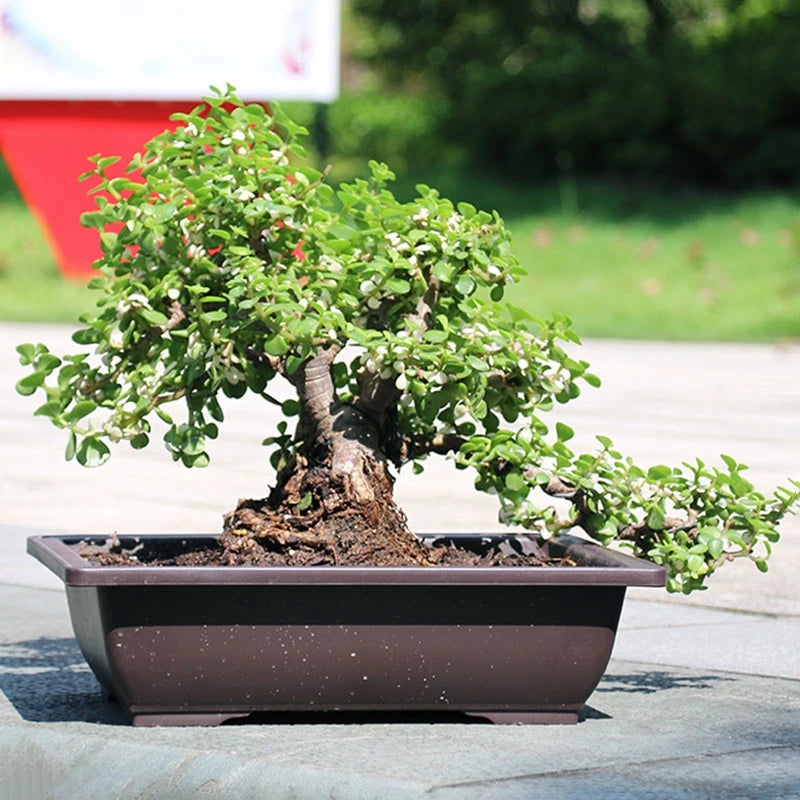 Garden Landscape Bonsai Tray Square Rectangular Flowerpot Succulent Plant Flowerpot Bonsai Pot Small Potted Gardening Supplies
