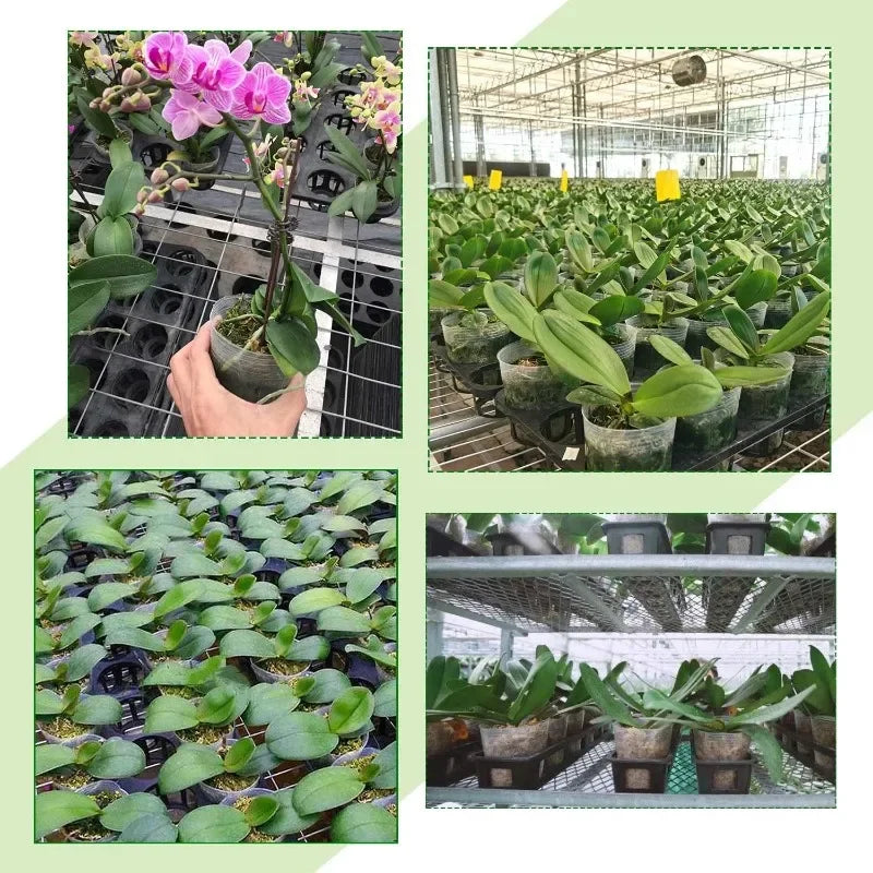10/50Pcs Transparent Flowerpot Plant Nursery Pot Seedling Cup Gardening Transplantation Potted Flower Pot Planter Gardening Tool