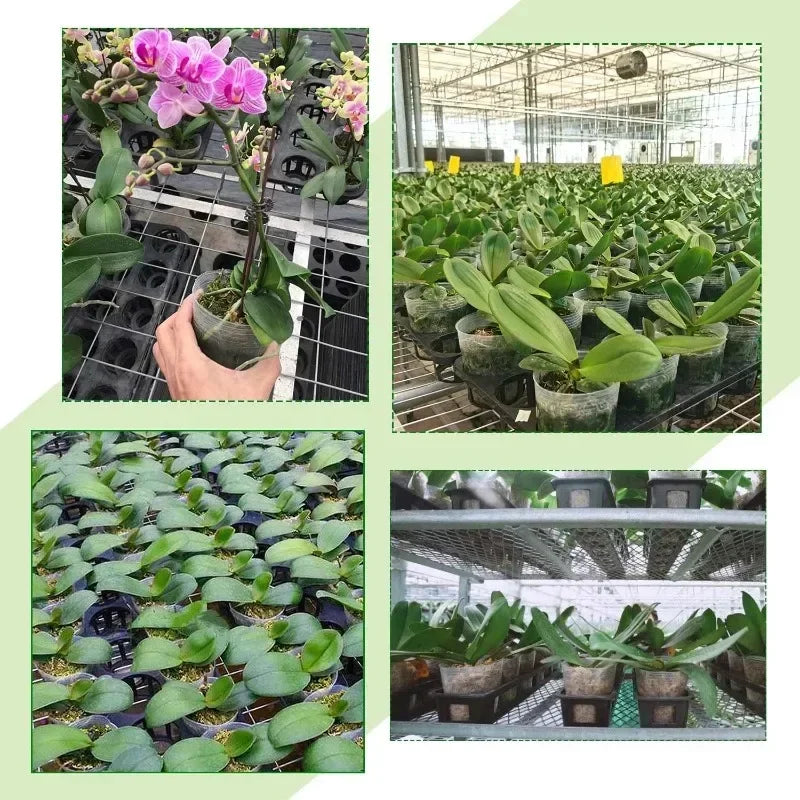 10/50PCS Transparent Seedling Pot Plants Nursery Pot Cups Gardening Transplantation Potted Flowerpot Planter Gardening Tools