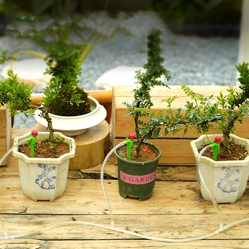 Micro drip irrigation lines with red-capped drippers watering small potted shrubs
