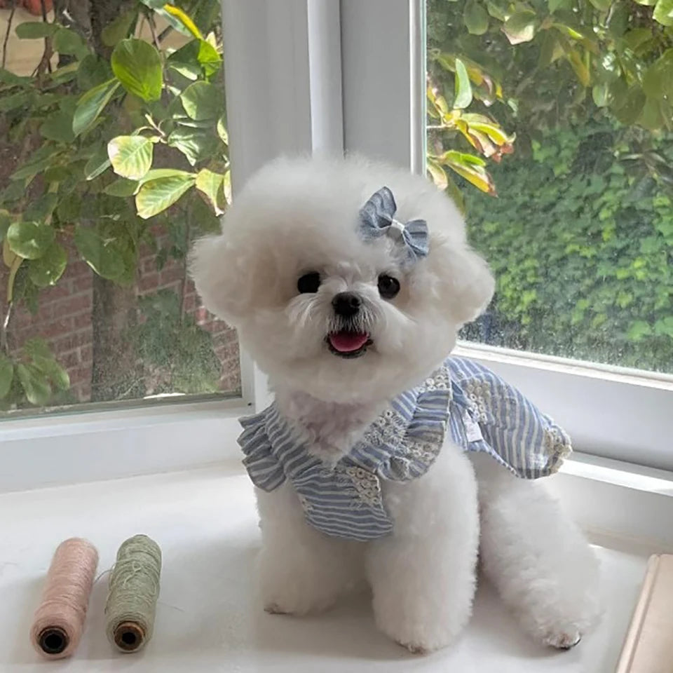 Cute white dog in a blue striped bow skirt, perfect breathable spring pullover for small dogs.