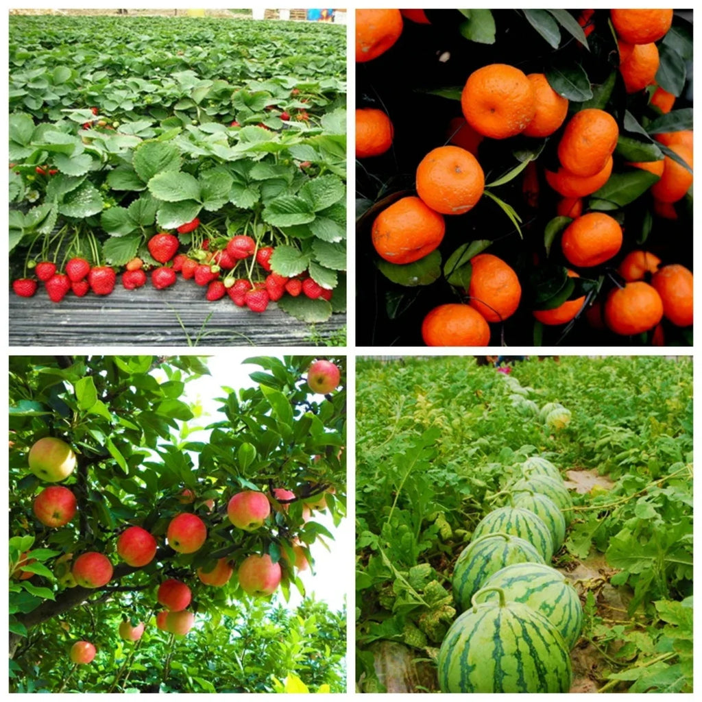 Medic Grade Fulvic Acid Powder 100% Water Soluble Organic Foliar Fertilizer Fulvic Acid with Low Price Free Shipping