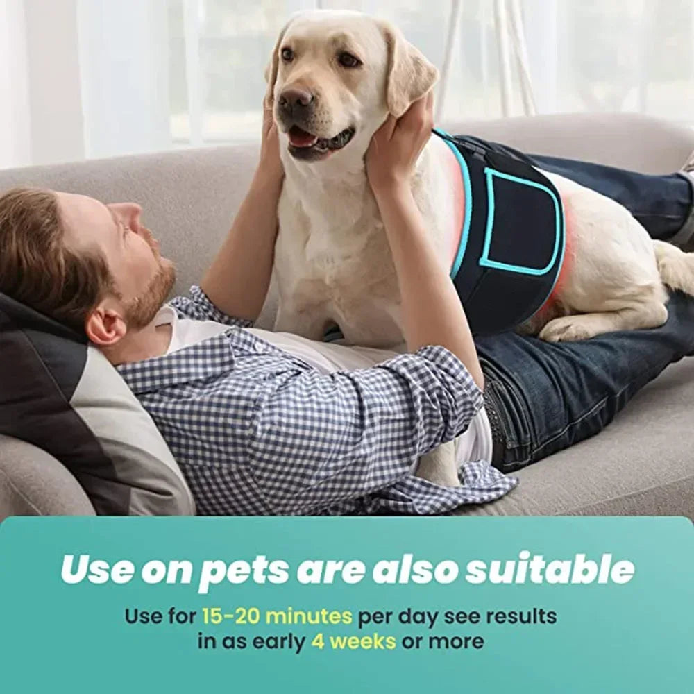Red and infrared LED light therapy belt for pain relief used on a dog while resting on a couch.
