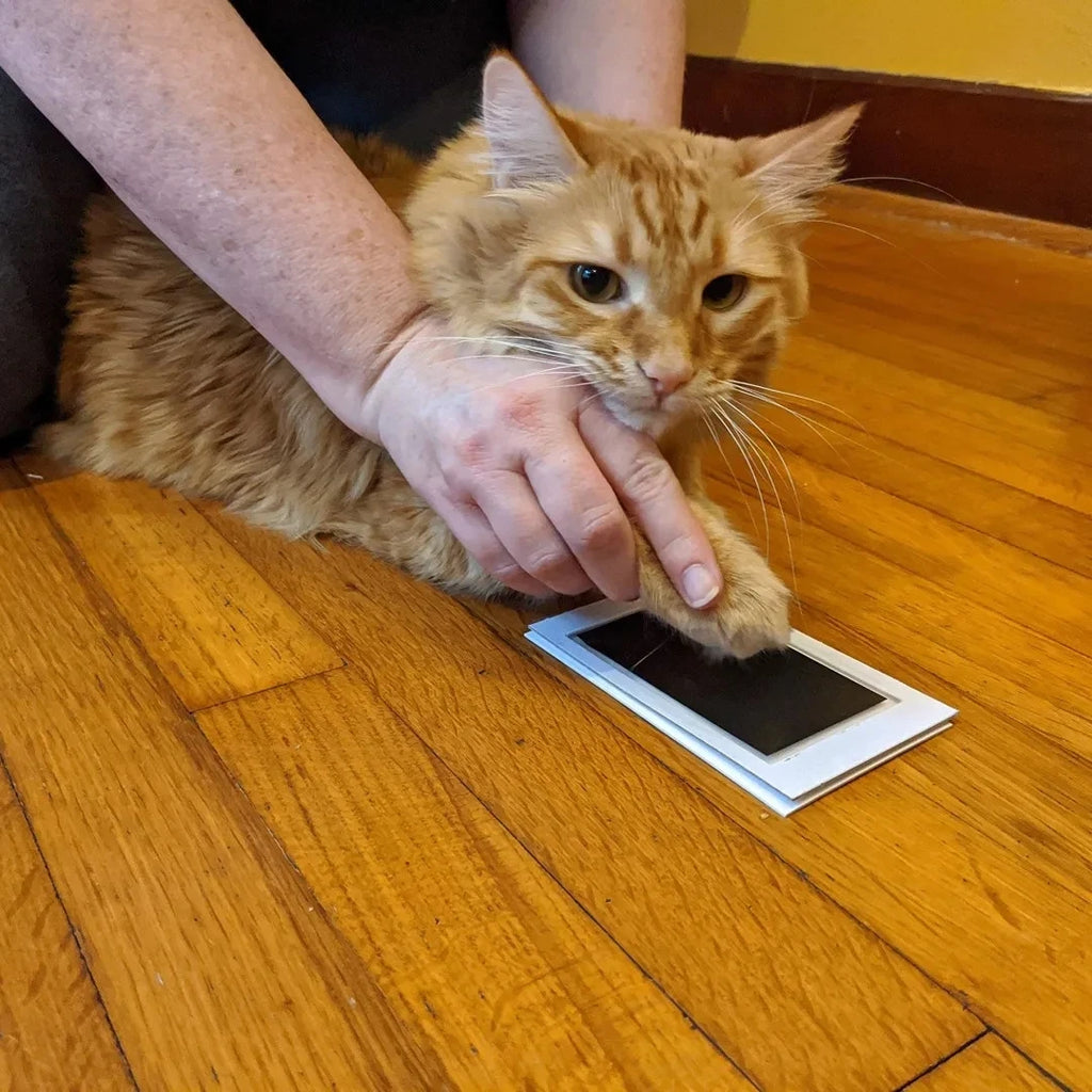Owner making a cat paw print using a clean-touch, inkless impression kit for a DIY pet keepsake.