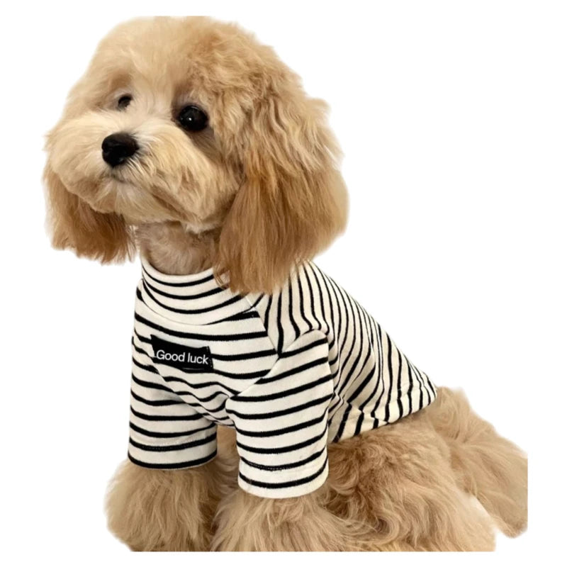Small dog wearing a cozy black and white striped thermal shirt, perfect for keeping pets warm in autumn and winter.