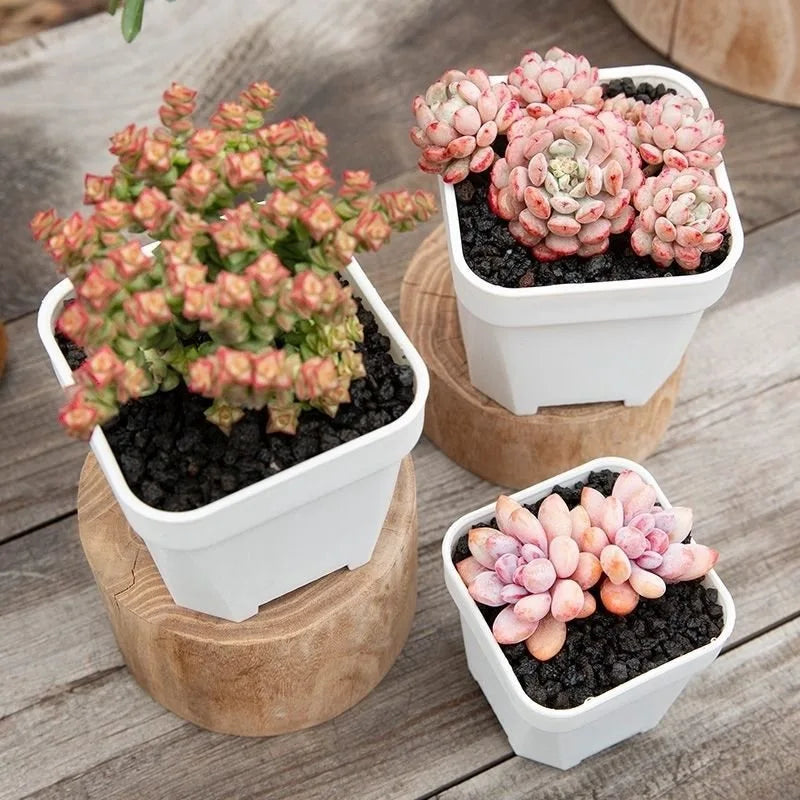 White square succulent planters with thick pots, holding pink and green succulent plants