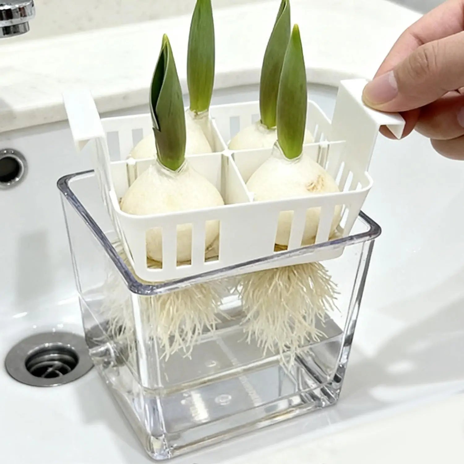 Hand placing tulip bulbs in white 4-cell hydroponic rack atop clear reservoir pot