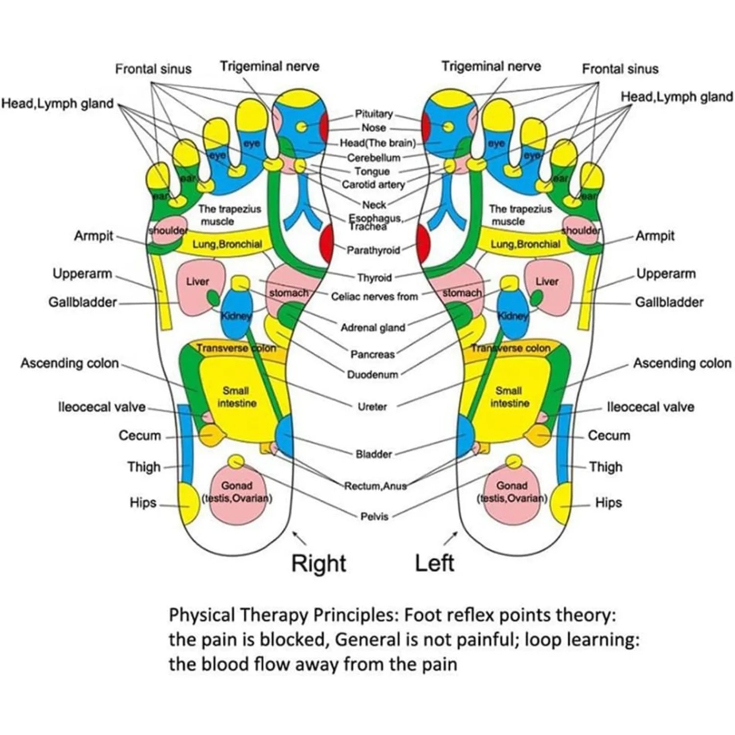 Acupressure foot reflexology chart showing colorful pressure points and health zones for massage pad therapy.