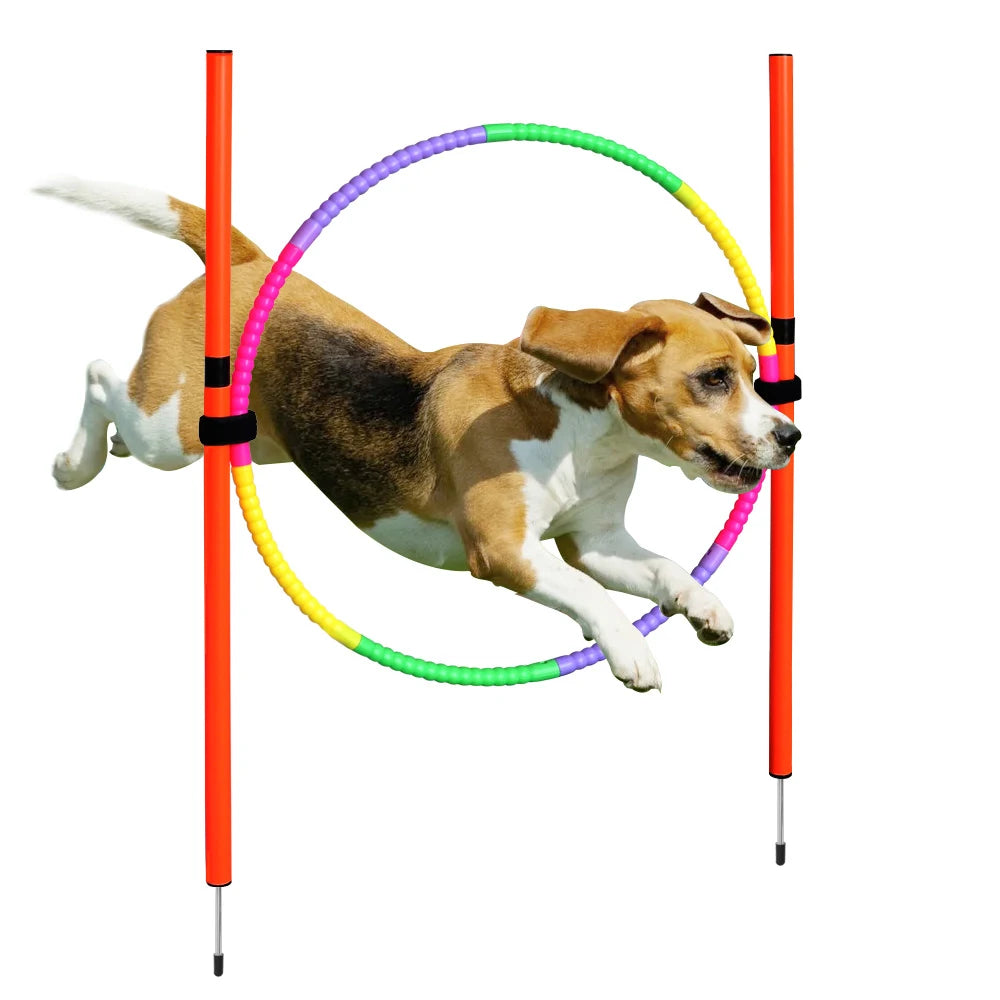 Dog jumping through a portable, colorful agility hoop set for outdoor pet sports training and exercise.