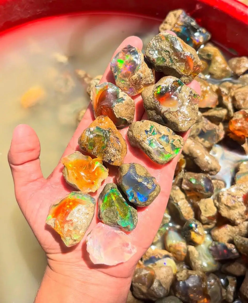 Rough Welo opal gemstone pieces held up, strong multicolor iridescence and fire