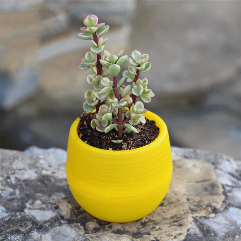 Flower Pot Set Plastic Color Breathable Mini Gardening Plant Tools Household Balcony Desktop Greenery Succulent Flowerpot