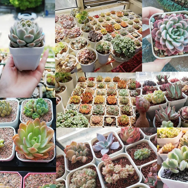 Assorted small square succulent planter pots in white, holding small succulents