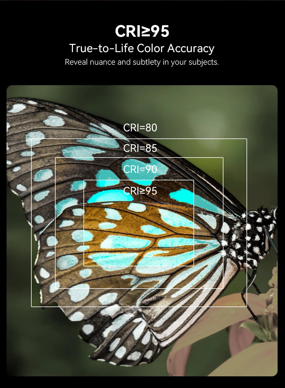 Butterfly wing close-up showing increasing color saturation and detail at higher CRI levels from 80 to 95.
