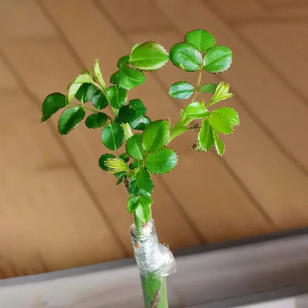 1/3roll PE Flexible Grafting Tape Film Self-adhesive Garden Tree Roll Tape To Graft Trees Plants Graft Stretchable 4cm Width