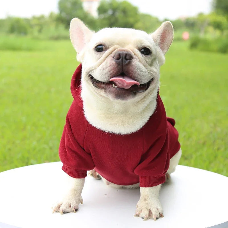 Small French Bulldog wearing a cozy, thick red hooded sweater for warm, stylish autumn and winter pet fashion.