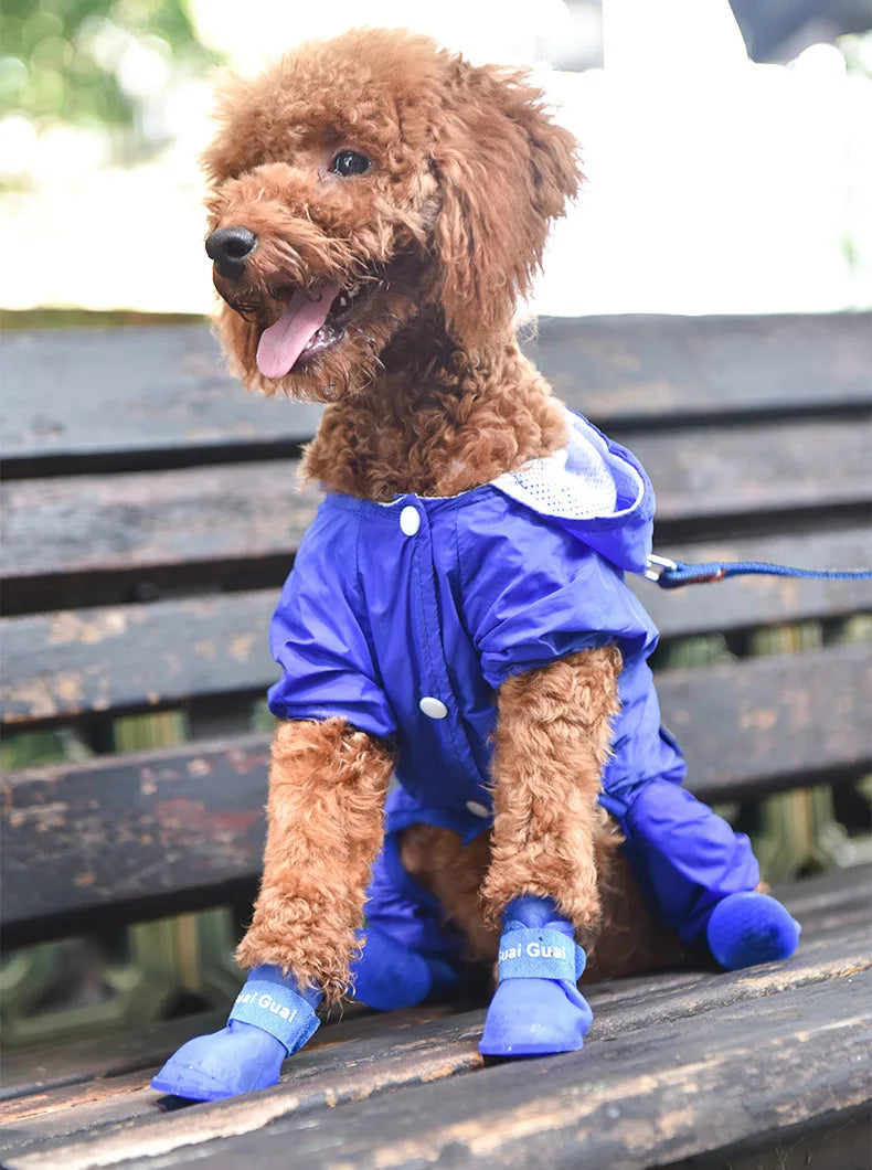 Cute poodle wearing blue waterproof non-slip dog boots and raincoat for outdoor rain protection on a park bench.