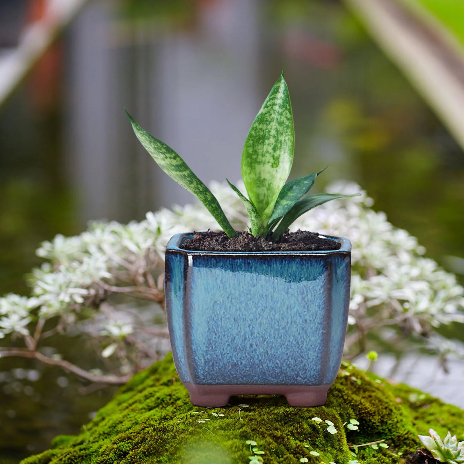 Blue ceramic succulent pot with small vent hole, holding a green succulent plant