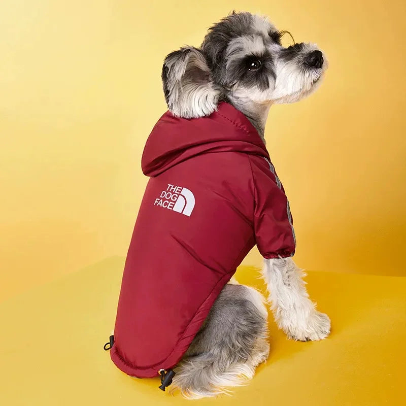 Dog wearing a maroon waterproof winter jacket, windproof reflective snowsuit for warmth in cold weather.