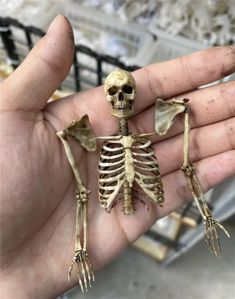 Miniature human skeleton model for reptile terrarium or aquarium decor, realistic bone color, 1:12 scale.