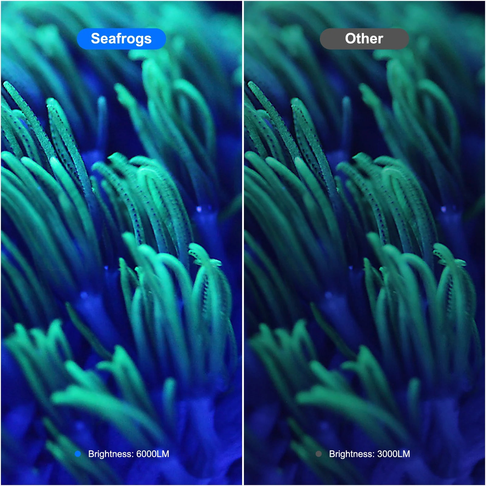 Side-by-side comparison of green coral under 6000LM versus 3000LM underwater lighting.